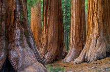 Giant Redwoods and Russian River Wine Country Trip