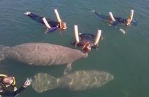 Swim with Manatees in Florida
