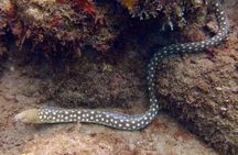 Rincon Snorkeling Adventure