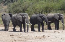 Arusha National Park Private Safari