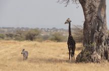 Arusha National Park Private Safari