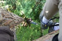 Tree Canopy Climbing on Lopez Island