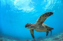 Turtle Reef Kayak Tour of Makena, Maui
