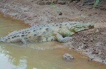 Jungle Crocodile Safari and Bird Watching tour/Tarcoles River CR