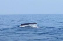 Wake Up With the Whales Cruise from Anaeho'omalu Bay
