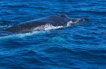 Whale Watching Busselton