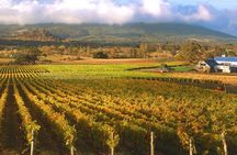 Champion Racehorse Tour with Beer and Wine Tasting