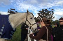 Champion Racehorse Tour with Beer and Wine Tasting