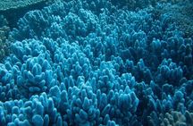 Muiron Island Diving Tour