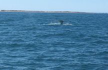 Scuba Dive Ningaloo Reef