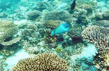 Marine Eco Safari - Swim with Manta Rays