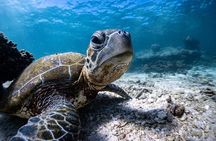 Marine Eco Safari - Swim with Manta Rays