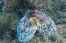 Snorkel Tour in Paraggi Bay