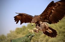 Falcon 1—Private Dubai Falconry Safari