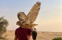 Falcon 1—Private Dubai Falconry Safari