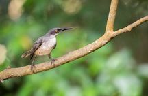St. Lucia Aerial Tram Tour at Rainforest Adventures