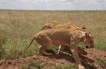 Half day Nairobi National Park Tour & Sheldrick Elephant Nursery