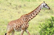 Half day Nairobi National Park Tour & Sheldrick Elephant Nursery