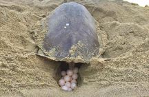 4-in-1 Tour - Mazunte,Cacao Factory, La Ventanilla & Turtle Spawn
