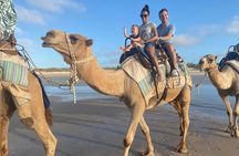 Broome Pre-sunset Camel Tour 30 minutes