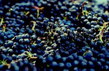 8 Hour Private Tour in Wine Country from San Francisco
