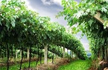 8 Hour Private Tour in Wine Country from San Francisco