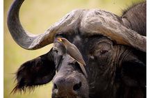 3 Days Budget Masai Mara Safari