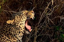 Hluhluwe Imfolozi Safari Day Tour from Durban