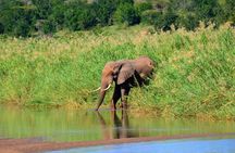 Hluhluwe Imfolozi Safari Day Tour from Durban