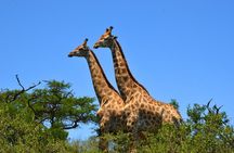 Hluhluwe Imfolozi Safari Day Tour from Durban