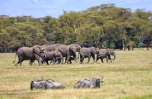 6days Masai mara-lake nakuru via Lake naivasha-Amboseli 4x4 jeep Safari
