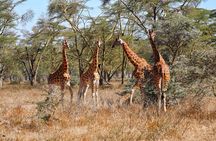 6days Masai mara-lake nakuru via Lake naivasha-Amboseli 4x4 jeep Safari