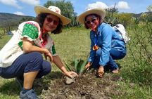 Tour de Pulque en Tepotzotlán, Pueblo Mágico