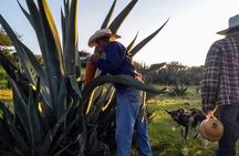Tour de Pulque en Tepotzotlán, Pueblo Mágico