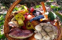 Mushroom Tour from Mexico City