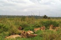 Half day wildlife tour to Nairobi National Park Game Drive with Pickup/Drop off