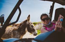 Art, Facts & Baby Beach UTV Adventure by Fofoti