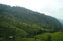 3 Nights Private Tour- Cochin/Munnar/Houseboat- Sanguine Holidays