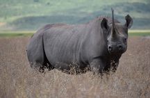 4: days Big five safari