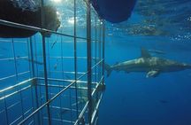 Caged and Cageless Shark Snorkelling on Durban's Aliwal Shoal