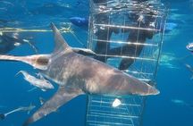 Caged and Cageless Shark Snorkelling on Durban's Aliwal Shoal