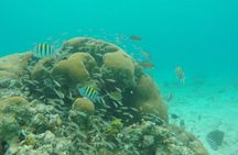 Best of St. John: Kayak, Snorkel & Picnic to Honeymoon Beach