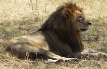 5 Days Rhino Safari, 1 Night Olpajeta, 1 Night Lake Nakuru, 2 Nights Maasai Mara