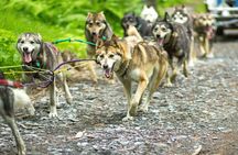 Turning Heads Kennel Dogsledding Experience & Tour