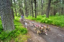 Turning Heads Kennel Dogsledding Experience & Tour