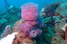  Experience Scuba Diving / NO certification Needed