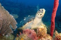  Experience Scuba Diving / NO certification Needed