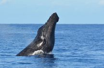 Late-Morning Whale Watch from Kawaihae