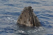 Late-Morning Whale Watch from Kawaihae