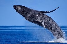 Late-Morning Whale Watch on our Power Catamaran